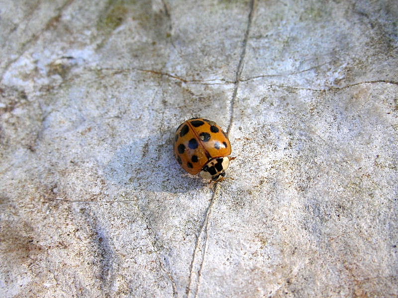 Harmonia axyridis?